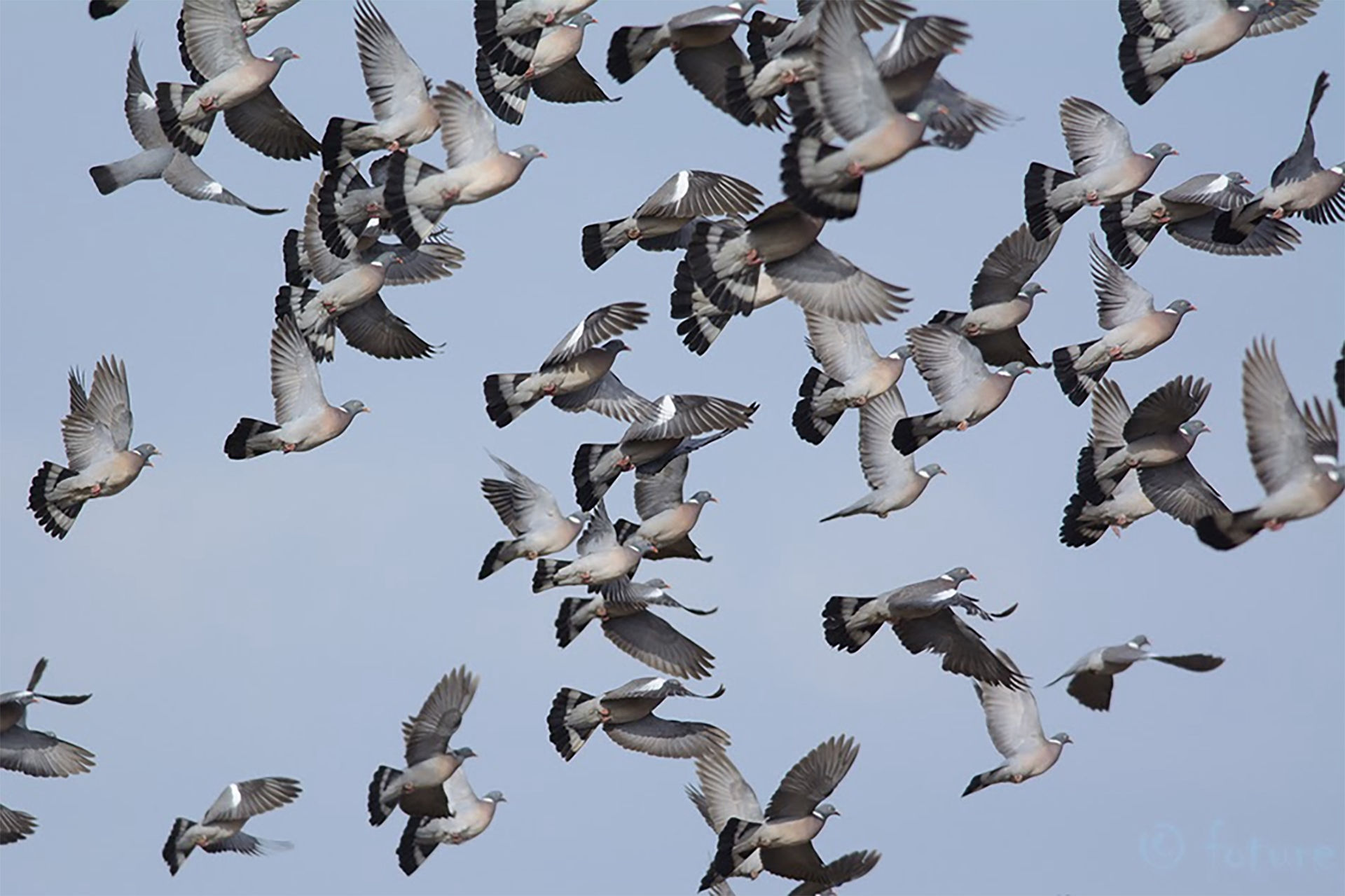 caccia al colombaccio in scozia sassetti country sports